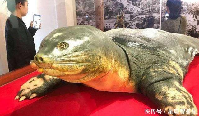 军队|越南巨鳖活几个世纪，死后被当国宝祥瑞，曾帮忙打败明朝军队