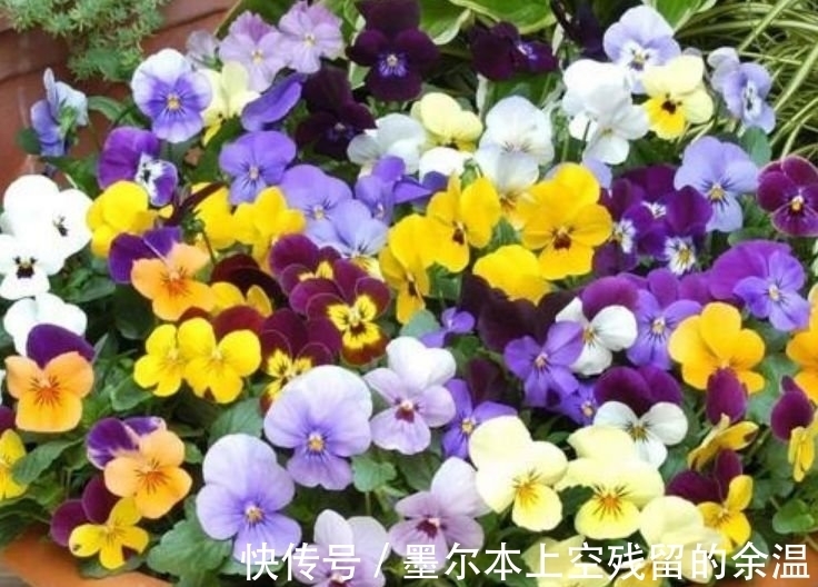 1月,阳台就养“4种花”,越热花开越多,30天养成“小花园”!