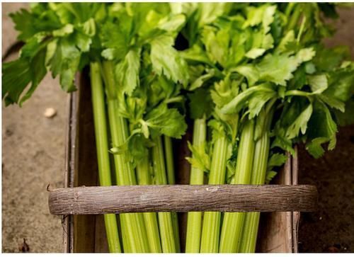 芹菜杆|吃芹菜为什么不吃叶子?其中的原因你知道吗?为了健康,了解下