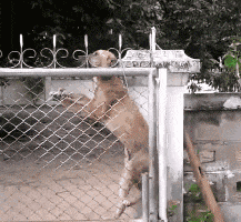 |搞笑段子王:前面这辆车会不会被处罚,你遇到这种情况会怎样做