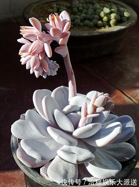 夏天多肉养不活那是你没找对方法，学一招帮它度过休眠期！