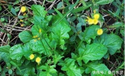 12种可食用野菜,怎么做都好吃,再不挖点尝尝,就要老了