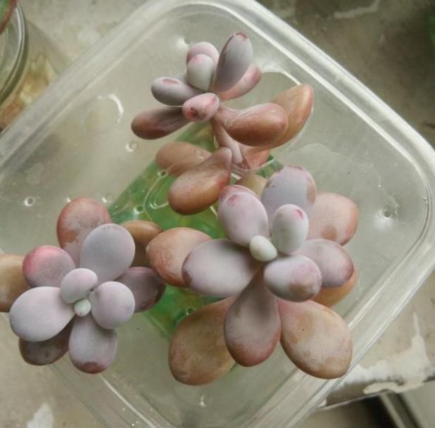 水里|多肉丢水里好度夏,叶子疯狂吸水,几天就变胖了