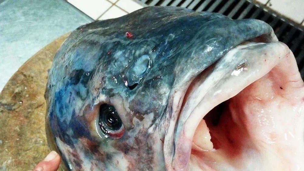 此鱼最喜欢吃螺蛳，鱼胆有大毒却是难得药材，鱼肉腌制鱼干是一绝