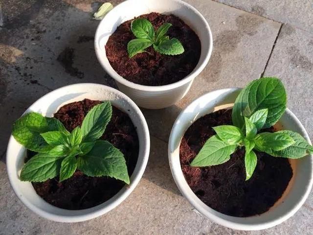 春天|春天养花,掰个“新芽”塞盆里,15天生根长叶,养好还开花