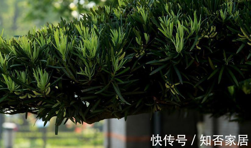 叶片|不注意这些细节，罗汉松越养越丑，养罗汉松必学的常识
