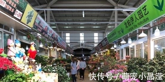 花卉市场“套路深”,这3种花万万不要买,不然会吃“闷亏”