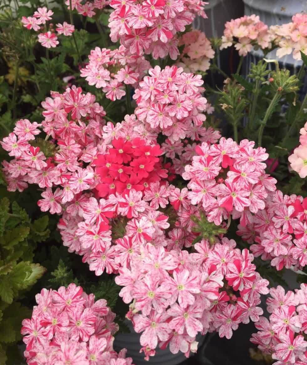 风雨兰风雨兰|集美貌与好养于一身的“3种花”,不怕高温暴晒,三天两头开花