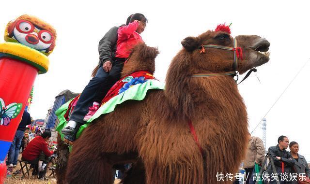 棉花糖|1980年记事：娘给了5毛钱去赶会，回来后娘哭了：没白养儿