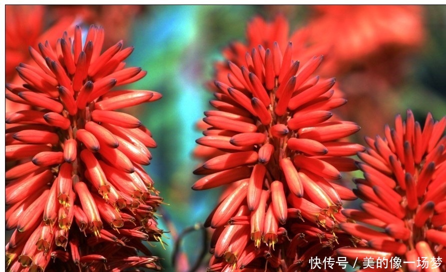 火炬花就像是一个火把一样,燃烧的火把充满了希望,很有意义的花