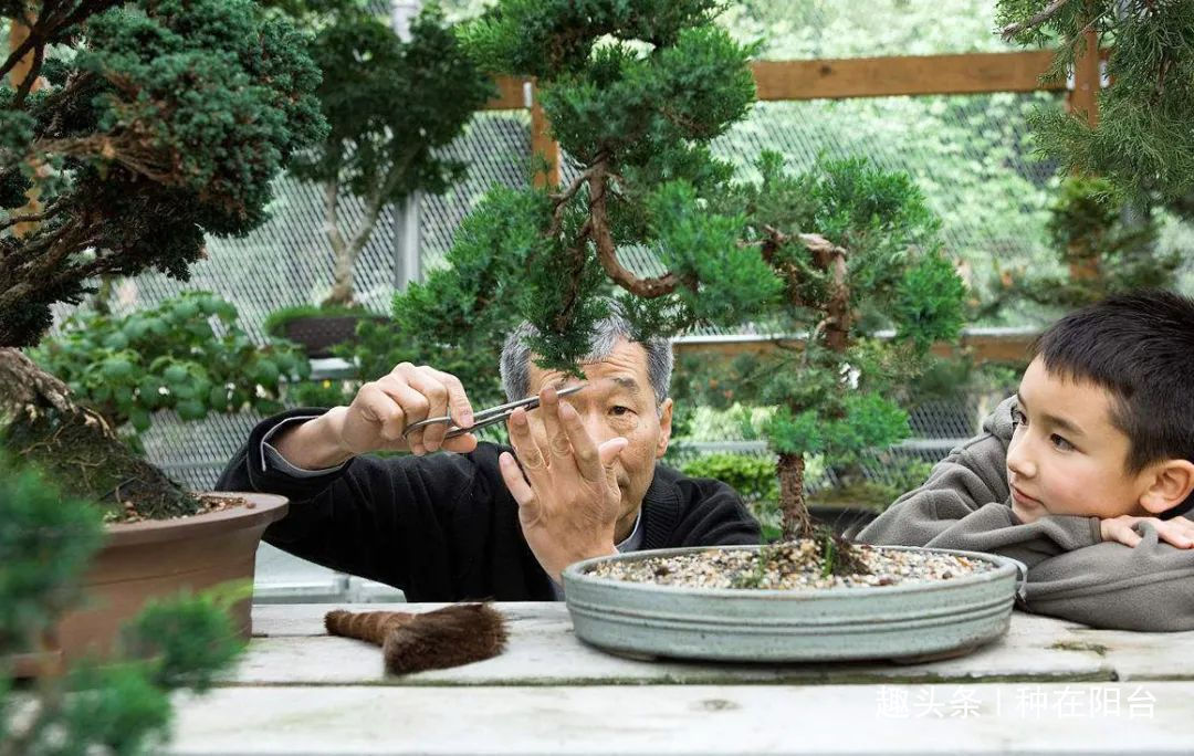 “岩石与树枝”一步步完美契合,叹服附石盆景的魅力无人能挡!