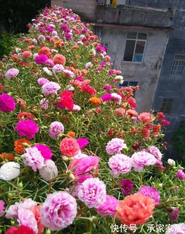 太阳花|8月中旬,养花首选这5种,爱开花不说,关键是好养