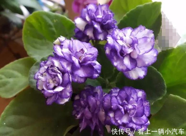 养花就养这几款,花大服盆快,沾点水就疯长,开花勤还爱爆盆