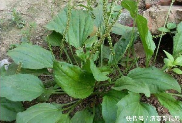 农村被忽视的5种“抗癌王”,效果比蒲公英还好100倍