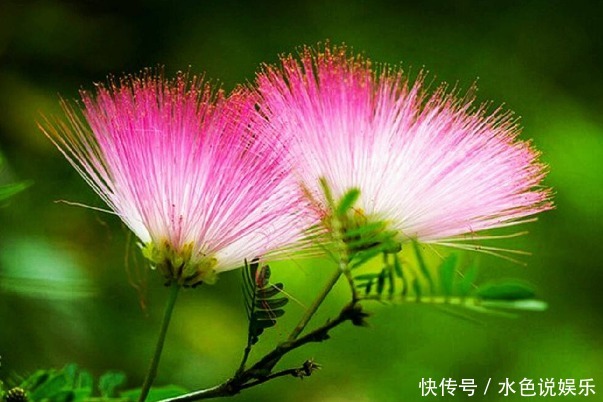 此花象征着永远恩爱，代表着不离不弃的夫妻，有合欢、爱情的美誉