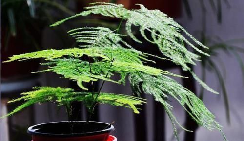 养文竹,谨记2多、2少,不黄叶,还不断冒新芽