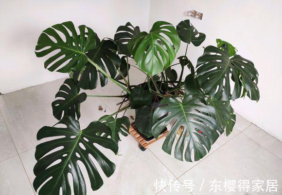 养花通用大法,“干养根,湿养叶”,能满足这1点,不愁养不好