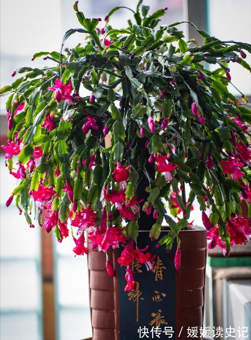 10种“旺运花”,家里至少养一盆,漂亮吉祥还“养人”