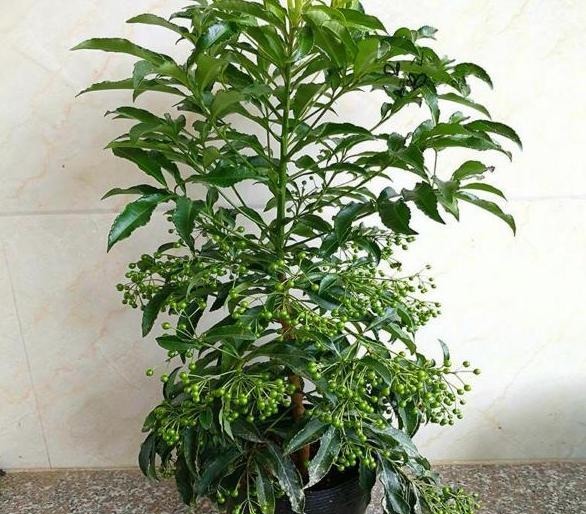 发现一种自带“贵气”的花,家里养一盆,红红火火,那叫一个喜庆