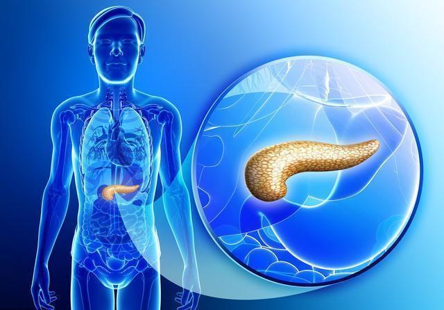 胰岛素分泌|2型糖尿病能不能逆转,为什么有些人,不服药也能控制血糖