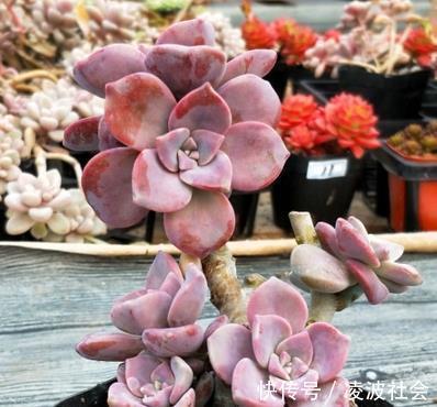 夏天多肉紫乐有“3怕”,难怪长气根不长个,改变养护习惯是关键