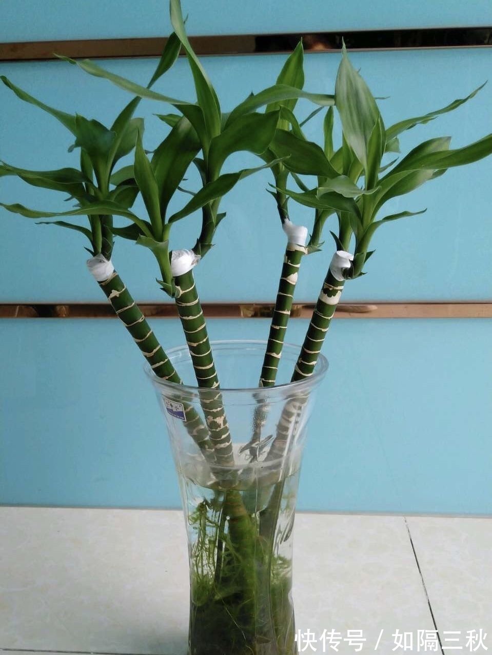 家里有5种花,春天记得“打头”修剪1下,这样才能长“饱满”