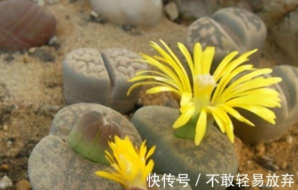 多肉盆栽,天冷不上色怎么办?关小黑屋叶子1个月就变糖果色