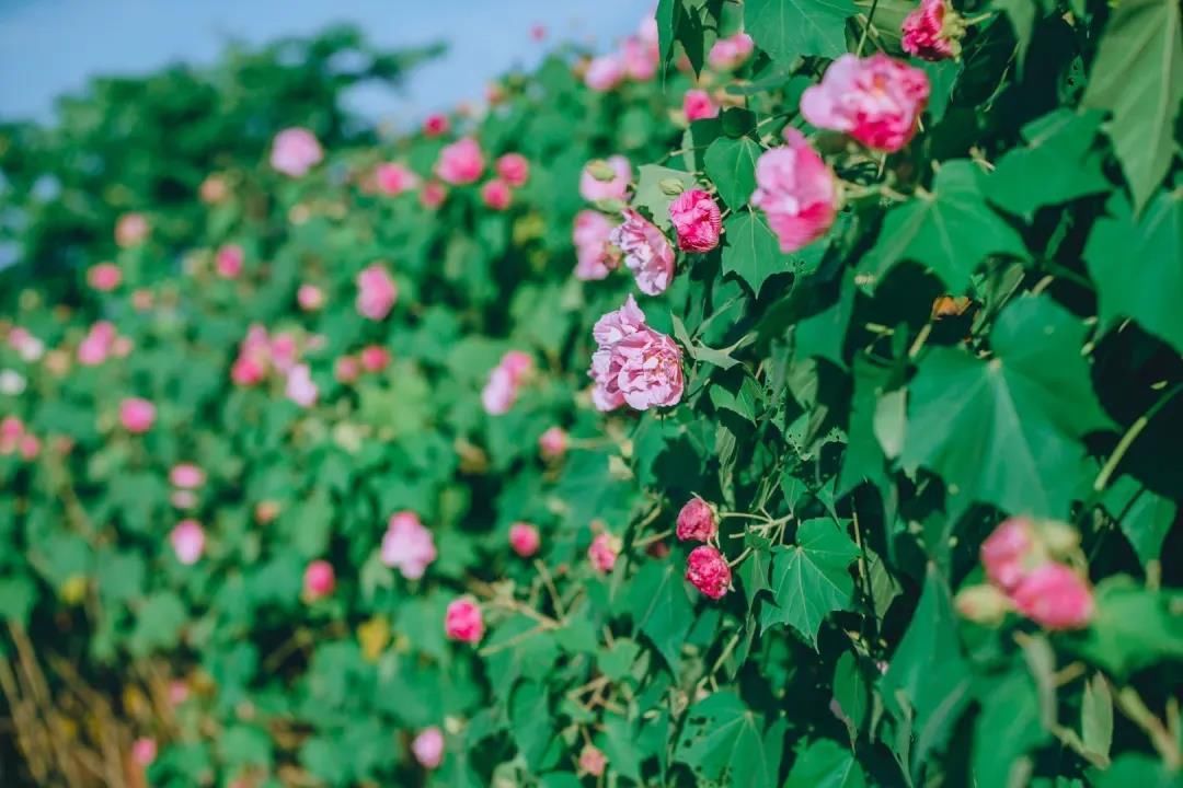 花花花花花~且看公园城市的“花月令”