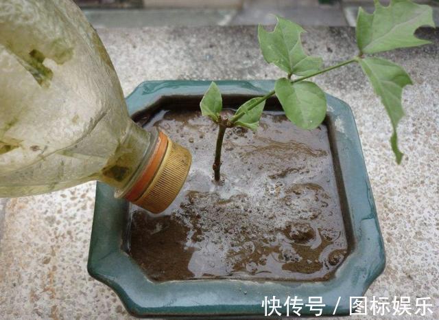 温度渐渐下降,在家扦插“4种花”,9天就生根,2个月后开花多!