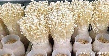 步骤|金针菇的蒜式吃法,太鲜了