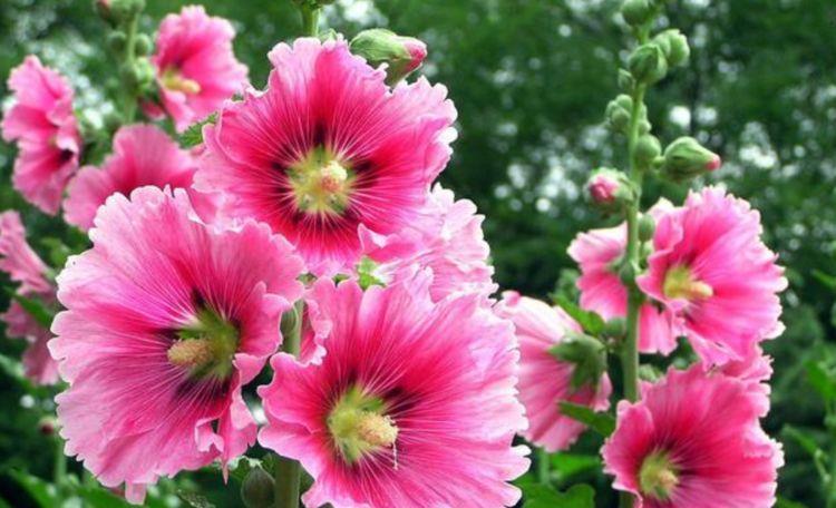 好看|4种花美的出奇,花好看,名字也好听,对待新手很友好