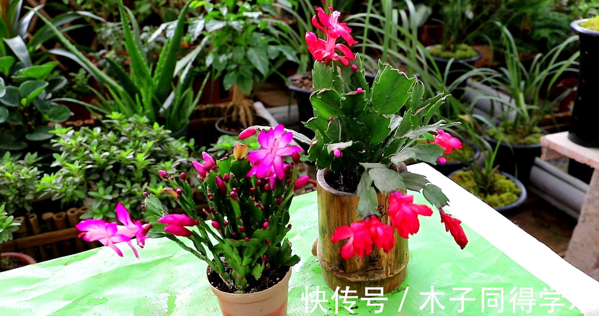 生根|立秋后，建议扦插6种花，温度适宜“利于”生根，成活率高