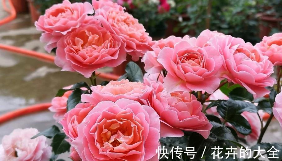 枝干|微型月季“香香公主”,花期长又皮实,花朵色多量大香味浓