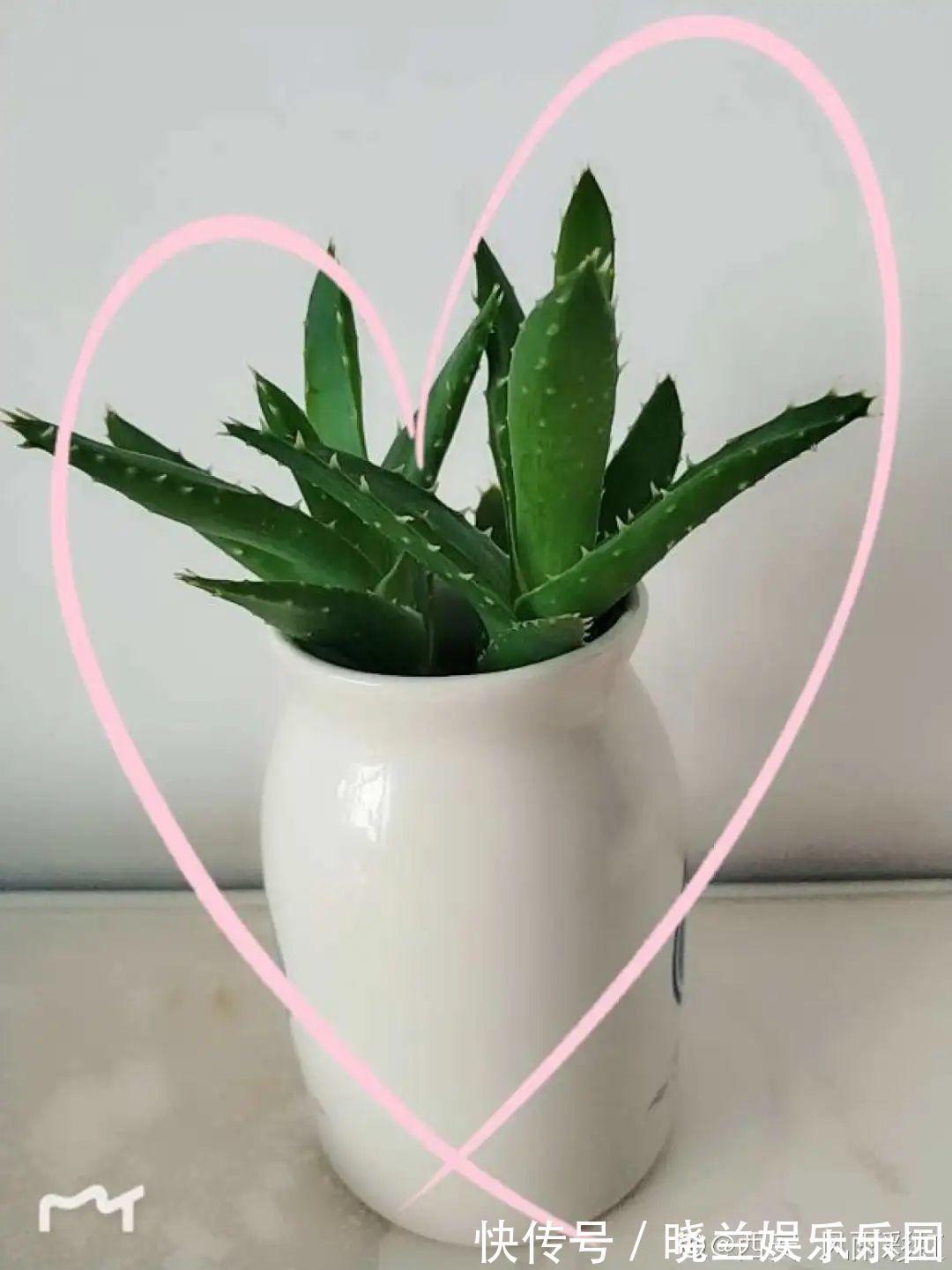 最难养的7种花，丢水里反而蹭蹭长，根系长满瓶！