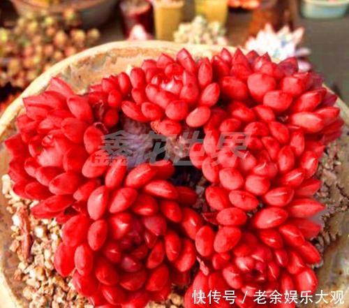 养盆多肉红宝石,不仅生长快易群生,更容易逆袭长成肉墩子!