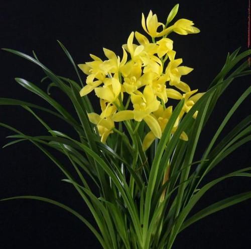  黄花素|这款兰花性价比极高，香味浓、花色艳、颜值高，价格便宜还很好养