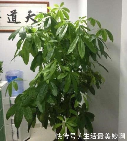 不会养发财树,教你“技巧”巧养护,主干粗壮,叶片油绿翠亮!