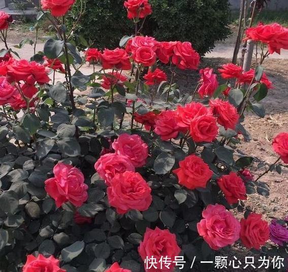绿化带的月季没人管也开得很好,为啥自己家的月季就那么难养呢