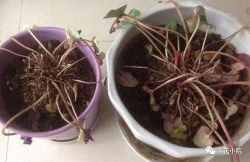 买回仙客来,按照这种方法养,年年开花满盆