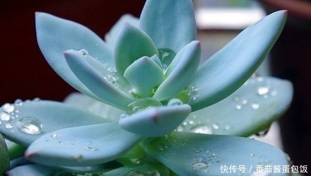 肉肉|老妈嫌弃多肉盆栽不长胖,用了这种方法,肉肉胖的辣眼睛!