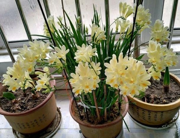 香雪兰|闺蜜到我家,发现一种花,爱上了它,15元买一盆,那叫一个“香”