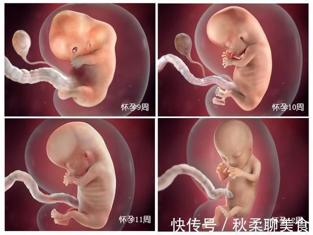 发育|胎儿40周变身记:从0.5厘米受精卵到50厘米宝宝,过程神奇