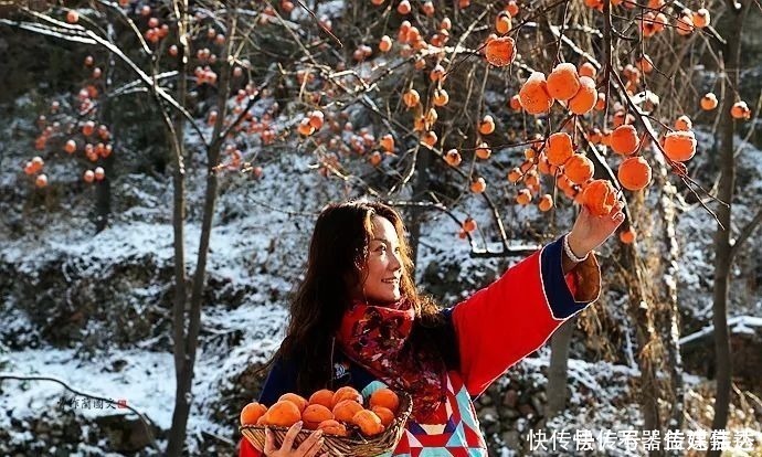 柿饼|一方水土：这条沟的柿子一直不摘，雪打红柿特别美