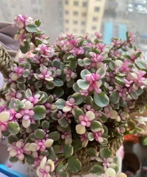 适合放在窗台的小型绿植，带有清香味，摆在窗台上，逼格十足