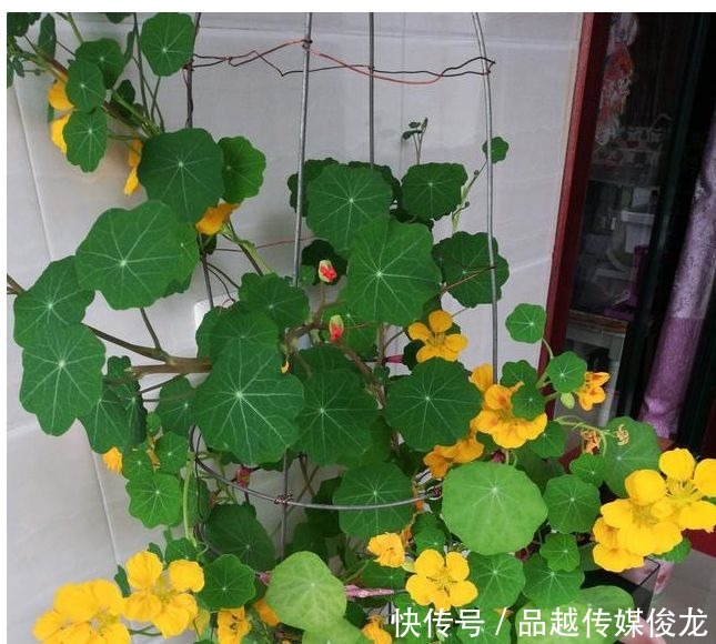 铜钱|旱金莲老不开花?注意以下5点,花开美又多,颜值吊打铜钱草!