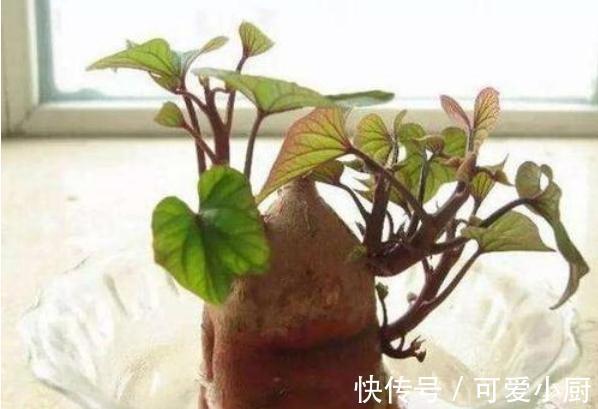 3块钱,让你拥有价值500块钱的盆景,赚大发了