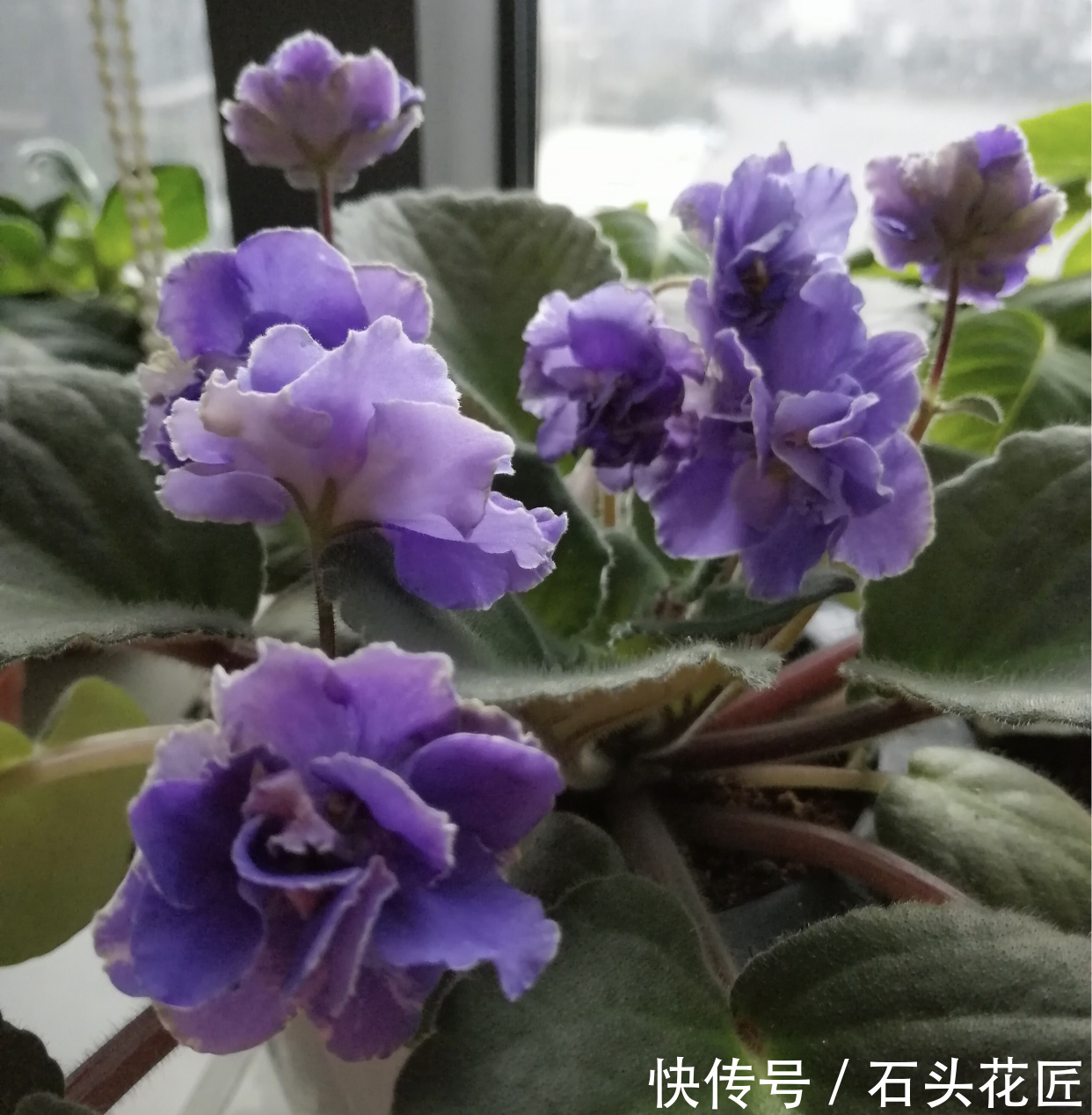  花朵|寓意“紫气东来”的5种花，养在家里“年年”都能开，太赞了