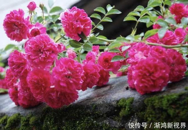 花友们|“沾土”就生根的1种花,夏天扦插2盆,9天“冒根系”,长势快