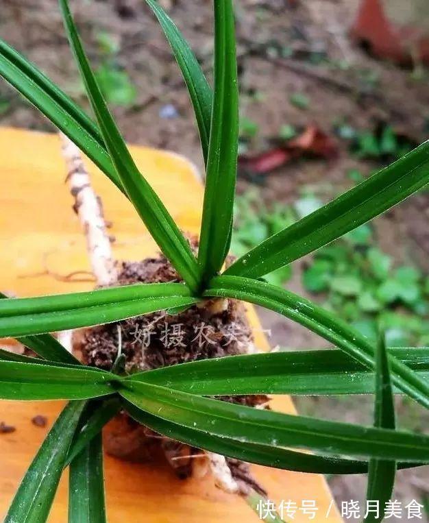 剪掉叶片的兰花,还能成活再生吗?兰友:合理操作,兰株更漂亮