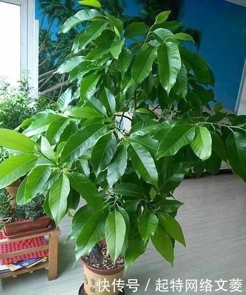 只会傻傻养绿萝?此花一开160天,遇土即活,家里香的不得了!